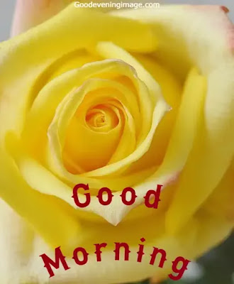 Good Morning images with flowers Good Morning images with flowers hd