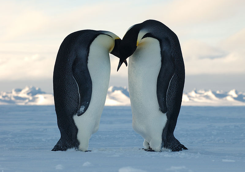 Emperor Penguin | Animal Wildlife