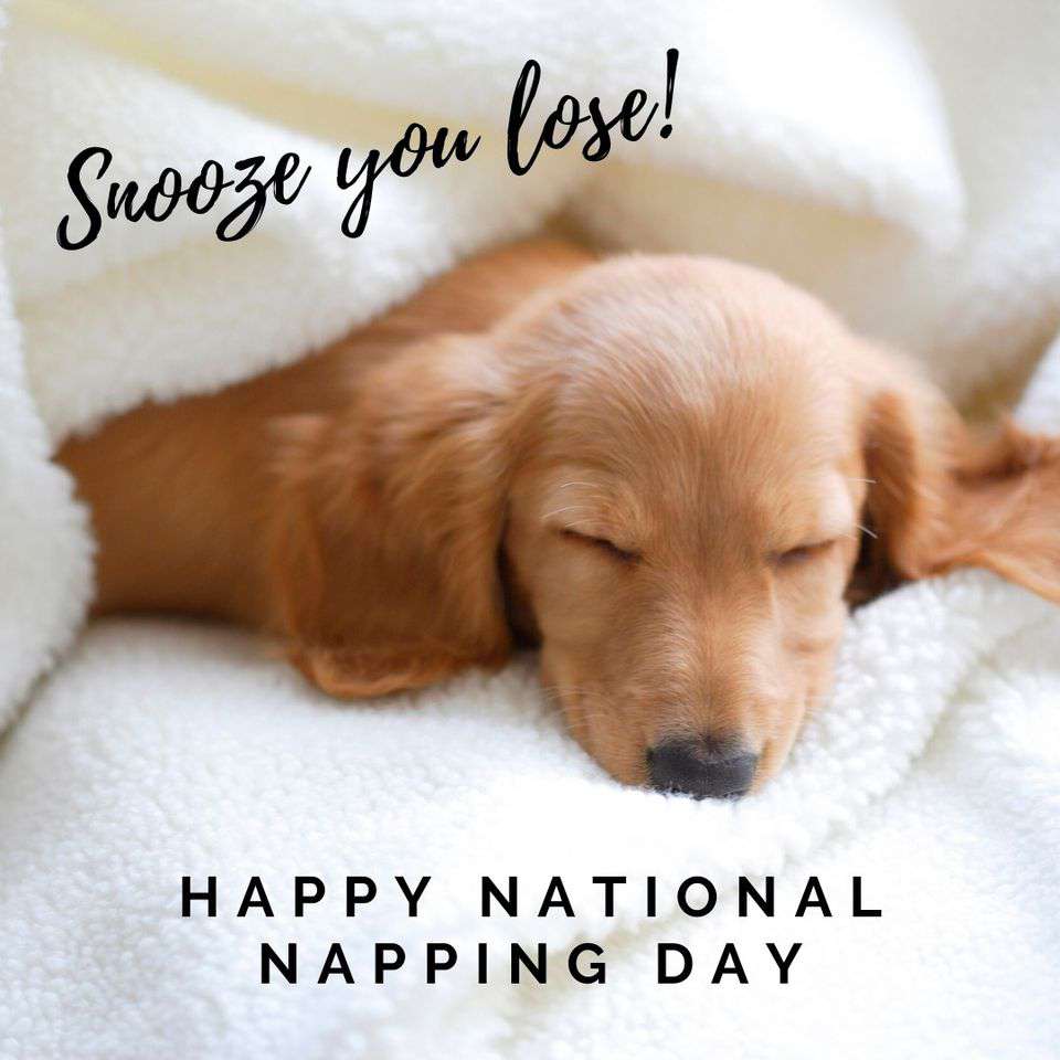 National Napping Day Wishes Awesome Images, Pictures, Photos, Wallpapers National Napping Day Wishes Awesome Images, Pictures, Photos, Wallpapers