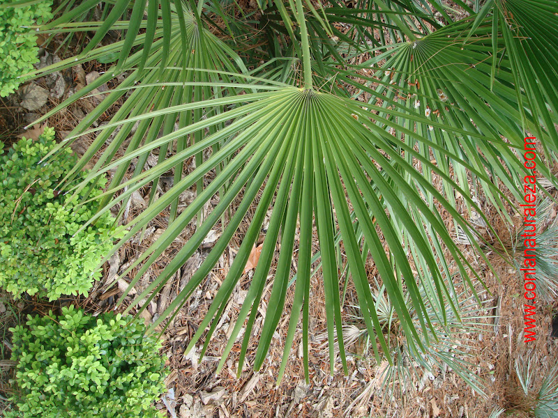 Flora urbana de Getafe: Palmito