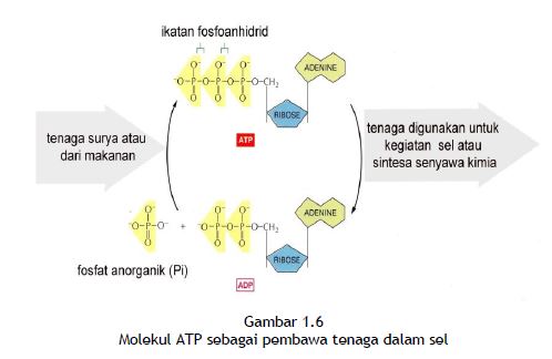 Teori Sel Protoplasma Dan Senyawa Penyusunnya Pintar Biologi