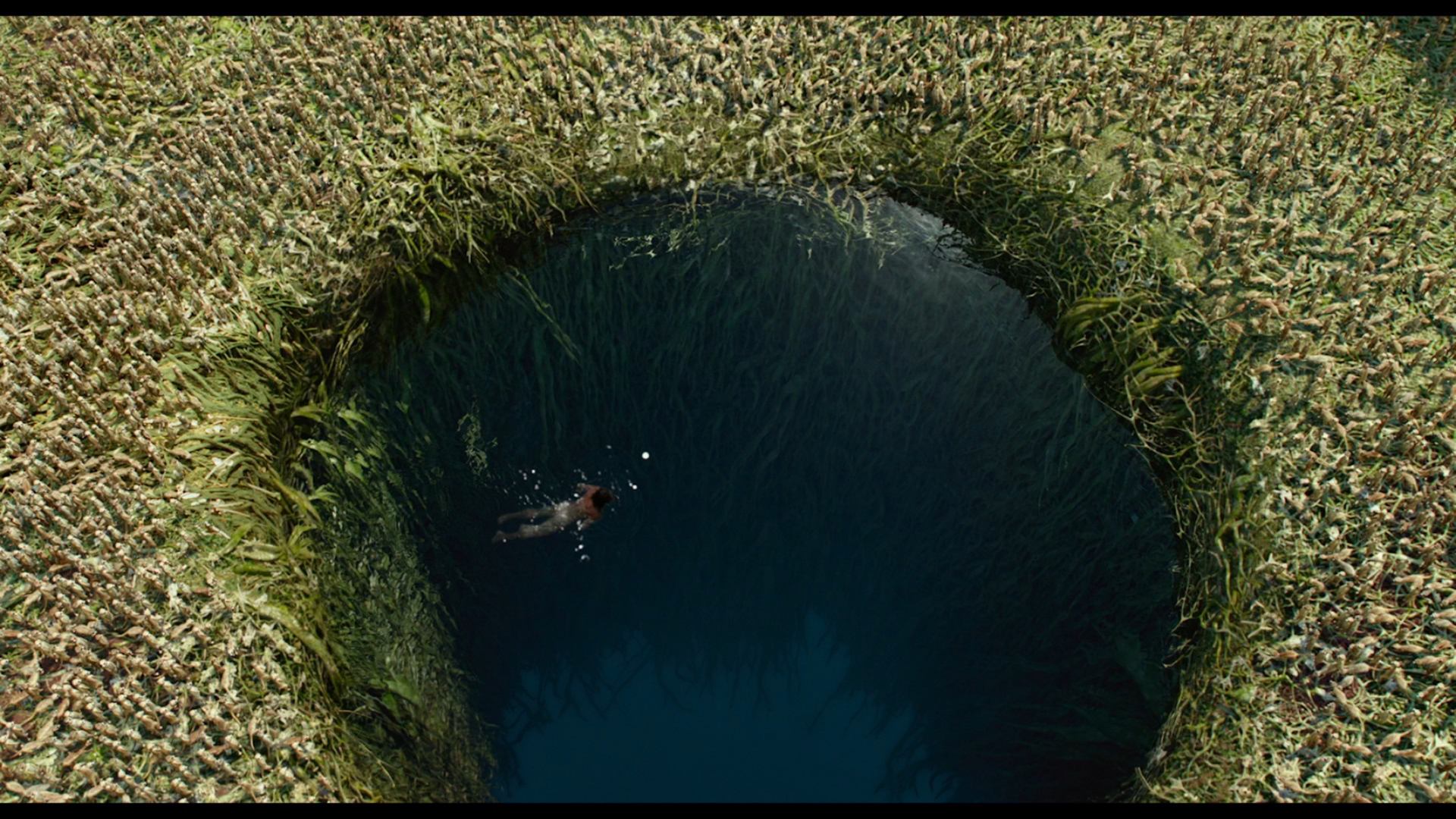 Мадагаскарский хищник фосса. Плотоядный остров жизнь пи. Хищный остров. Плотоядный остров жизнь пи. Хищный остров.