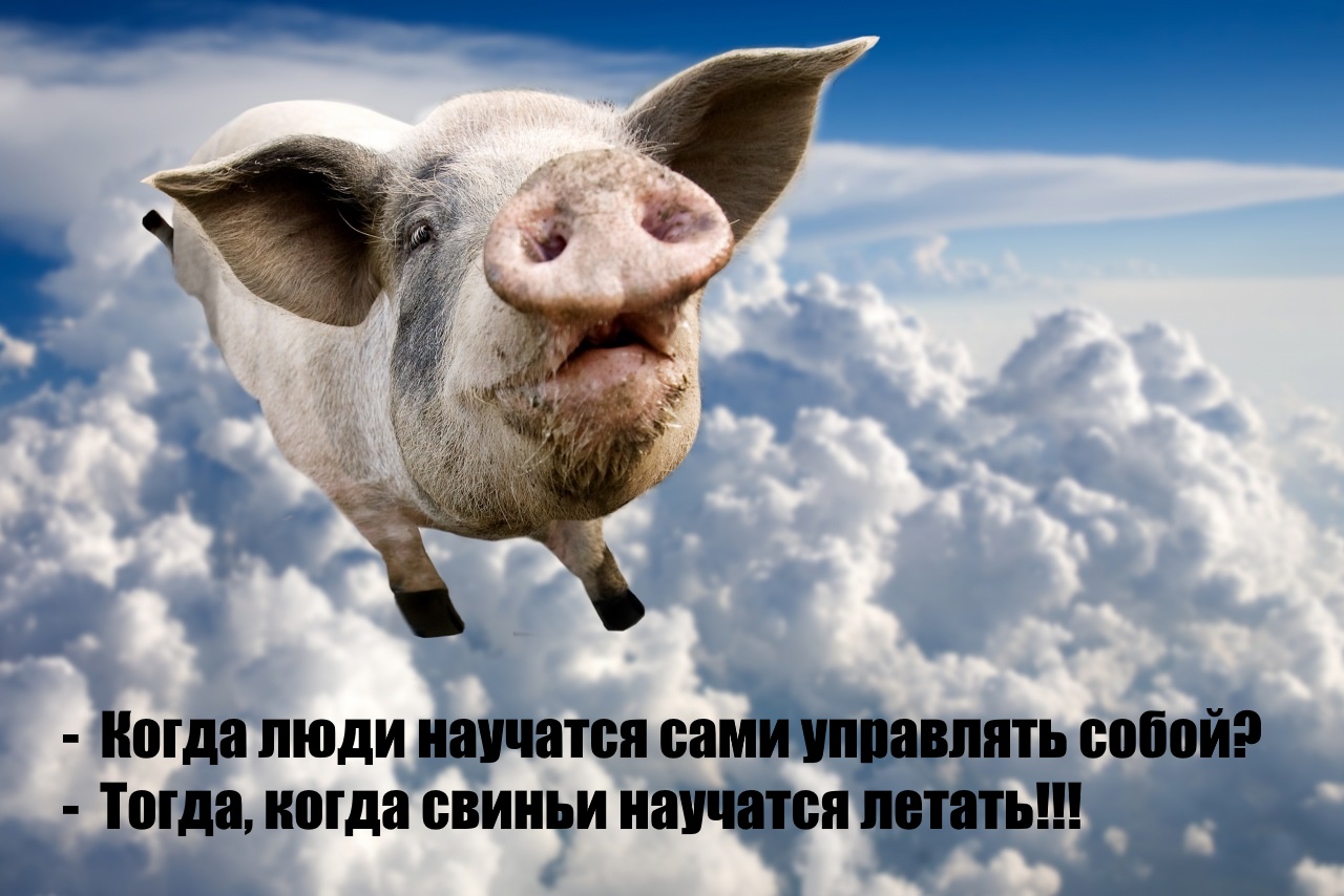 День летающих свинок картинки. Свиньи. Летающий поросёнок. Летающая свинья. Свинья в облаках.