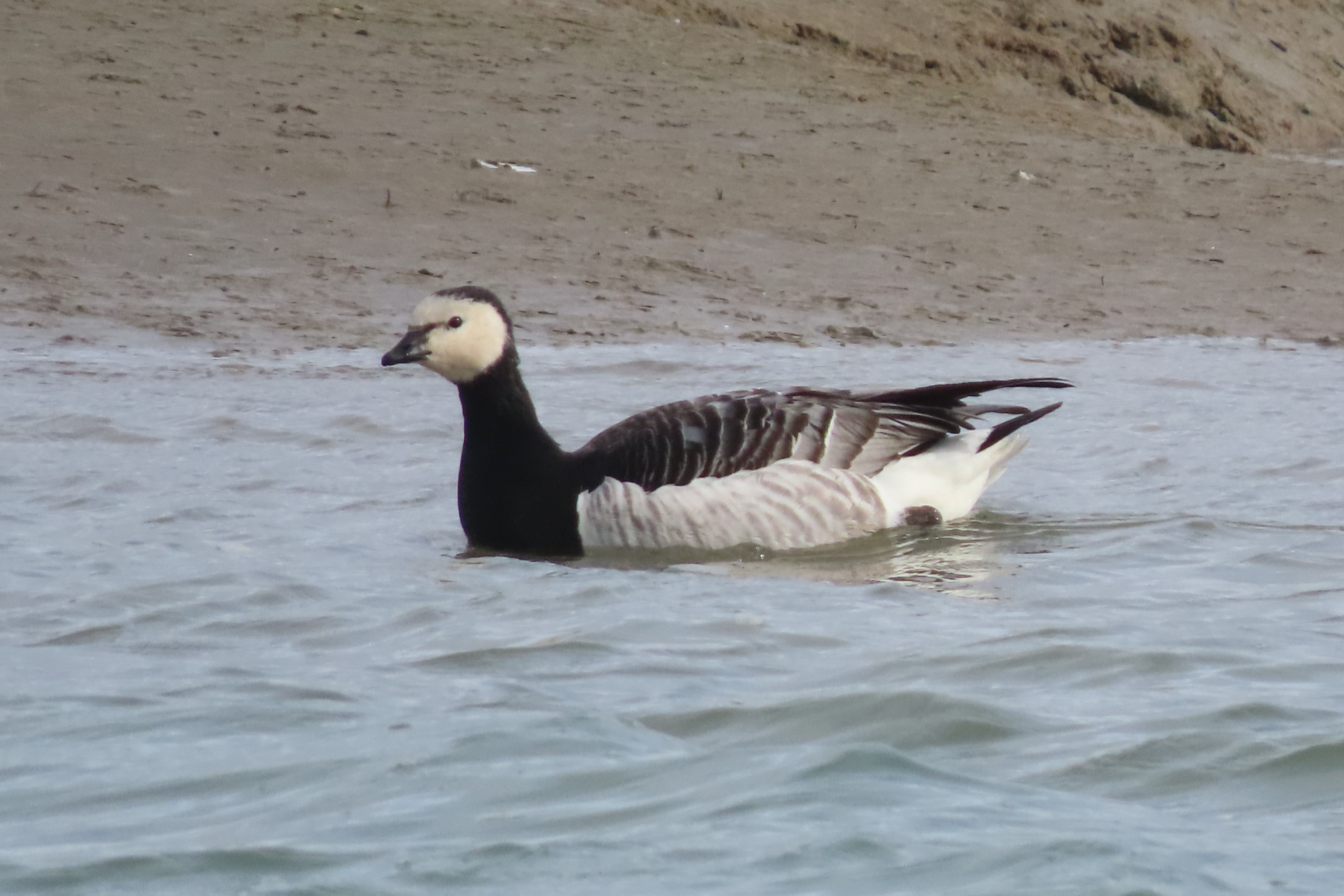 Birding the Selsey Peninsula: 14th - 16th March 2021