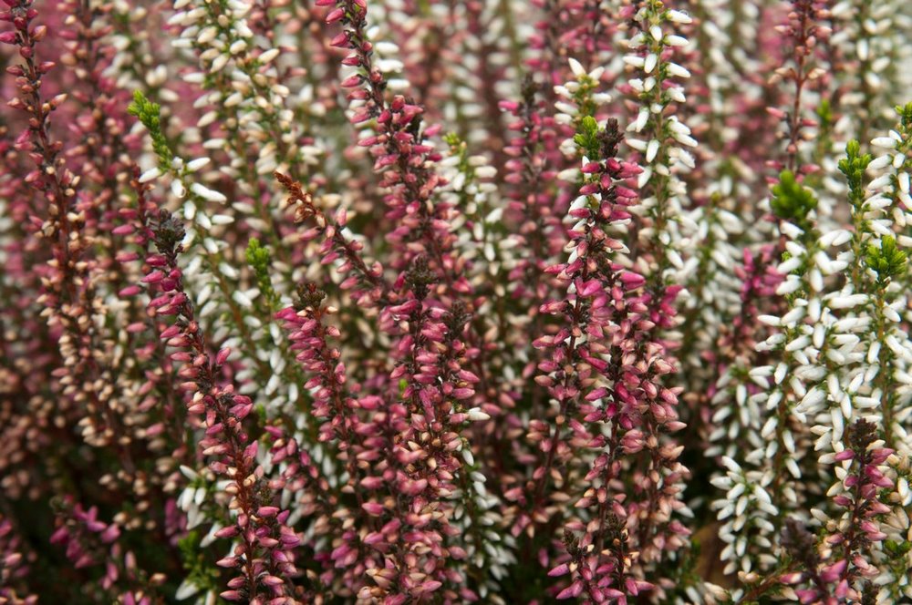 Calluna vulgaris (brezo común) en el jardín