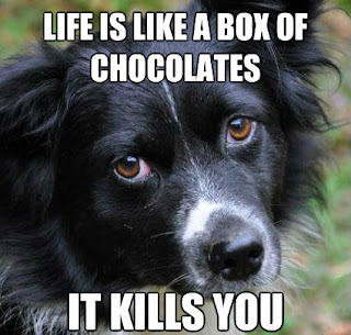 Dog Memes Dog Memes