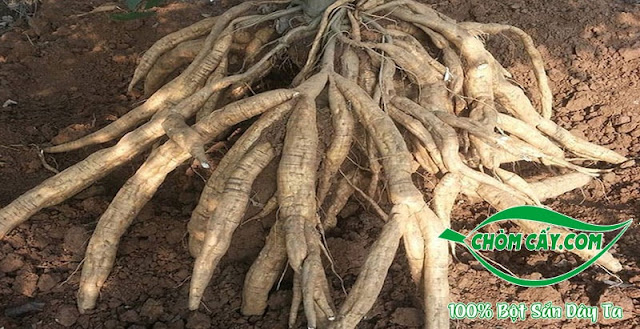 Củ sắn dây Củ sắn dây