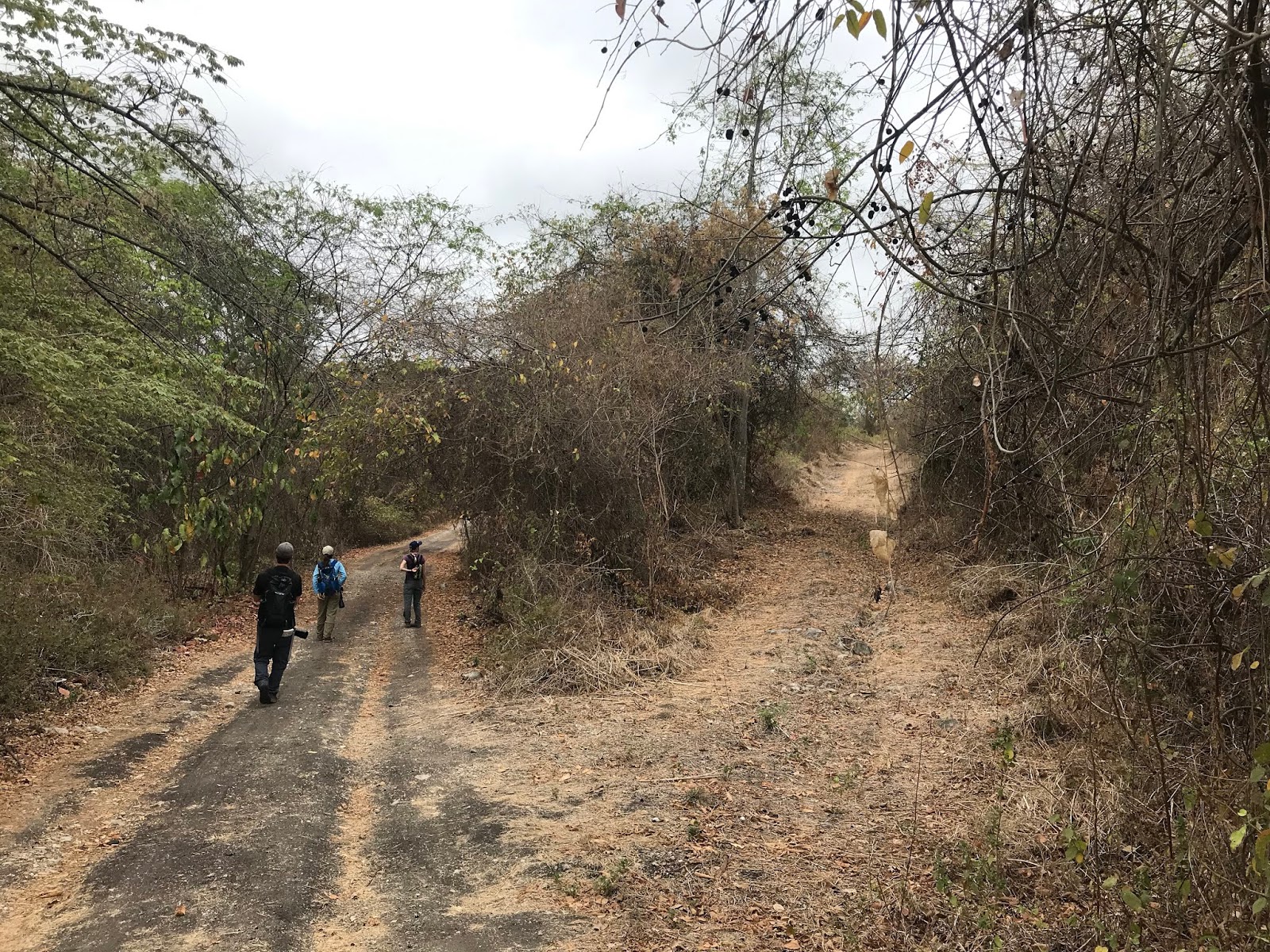 Explorations of an Ecologist Bosque Protector Cerro Blanco, Guayaquil