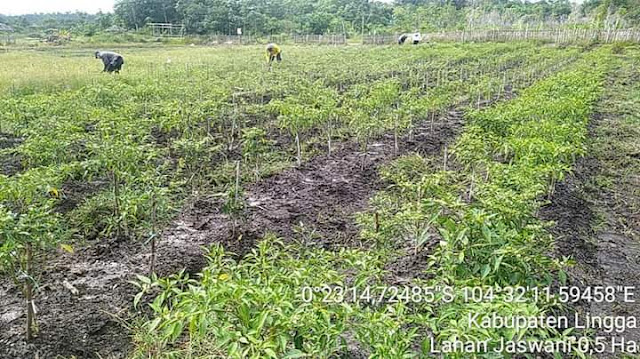 Produksi Tanaman  Cabe Rawit Dengan Metode Dapat Meningkat