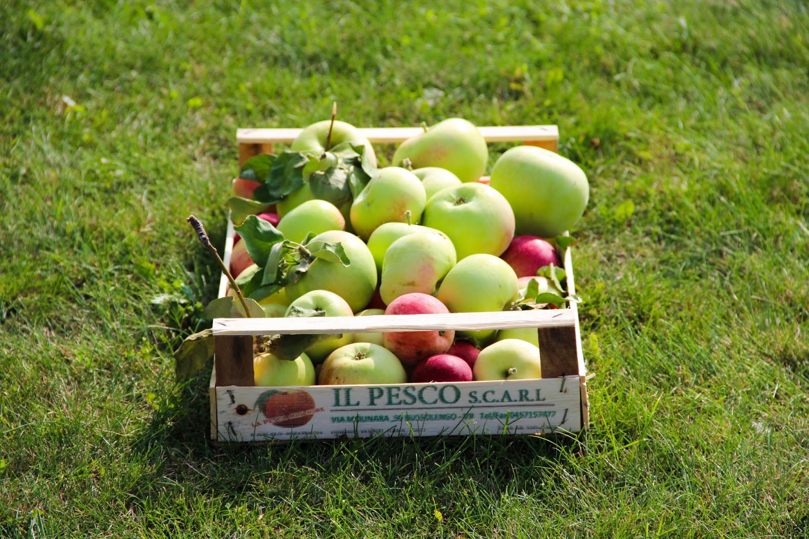 Ела вкусные яблоки. Яблоко из дерева. Много яблок на дереве. Дерево с яблоками ленты декор. ЛОВУШКА для яблок под деревом.