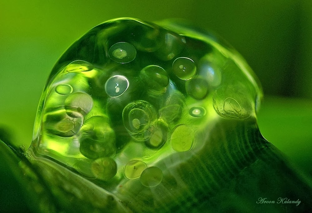 School Of Digital Photography Macro Photography Using Extension Tubes