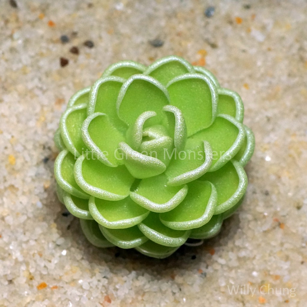 Using silica sand as Top Dressing Carnivorous Plant Society of Canada