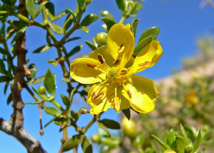 10 de Noviembre. Día de la flor provincial Centinela de Piedra 2020