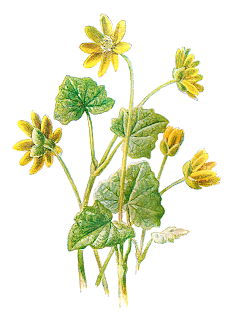 Antique Images: Free Digital Wildflower Download Flower Image Lesser ...