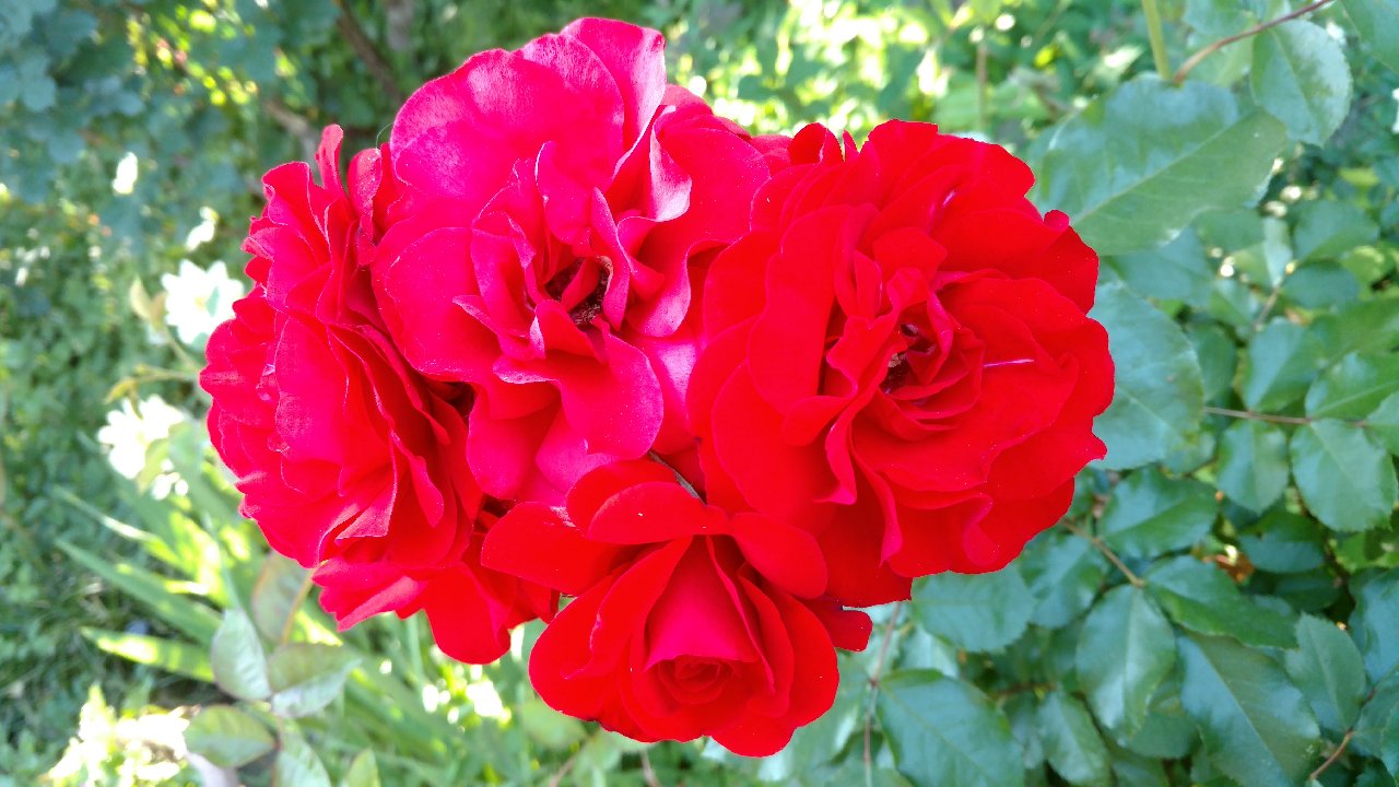 Red roses have their day