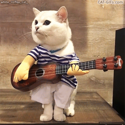 Funny Cat GIF • Famous "Coffee the cat" is going to play guitar and sing a little song: "♫ ♪ There no foood in my booowl, feeed me pleaaase! ♪ ♫ " Funny Cat GIF • Famous "Coffee the cat" is going to play guitar and sing a little song: "♫ ♪ There no foood in my booowl, feeed me pleaaase! ♪ ♫ "