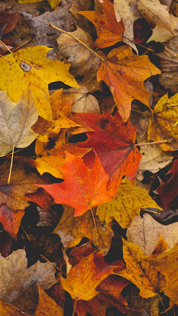 Autumn, orange, brown, fallen leaves