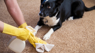 Spraying the carpet to remove dog urine stain