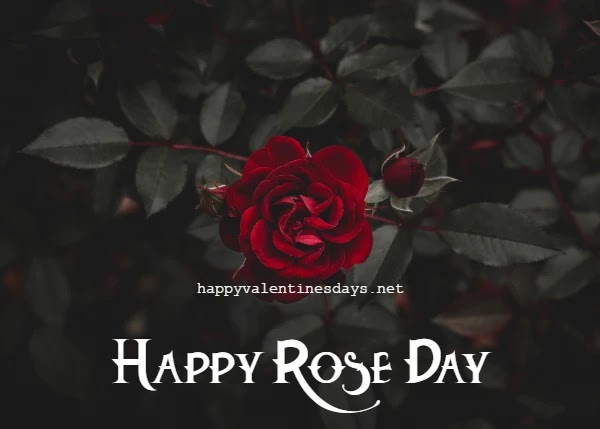 55+] Romantic Happy Rose Day 2023 : Wishes GIF Images Quotes Photos  Pictures Pics Status Shayari Messages
