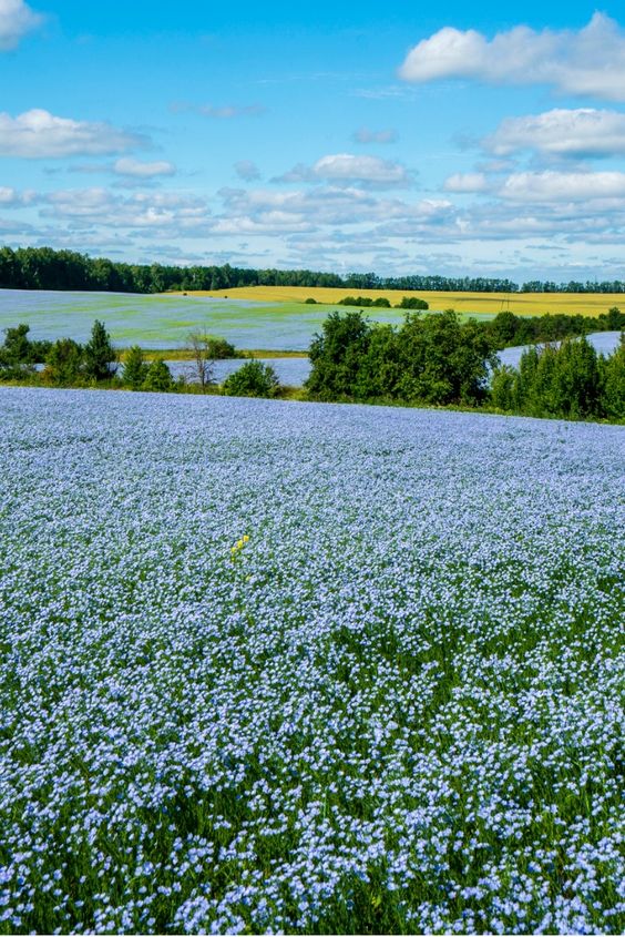 French linen process is making a comeback in France