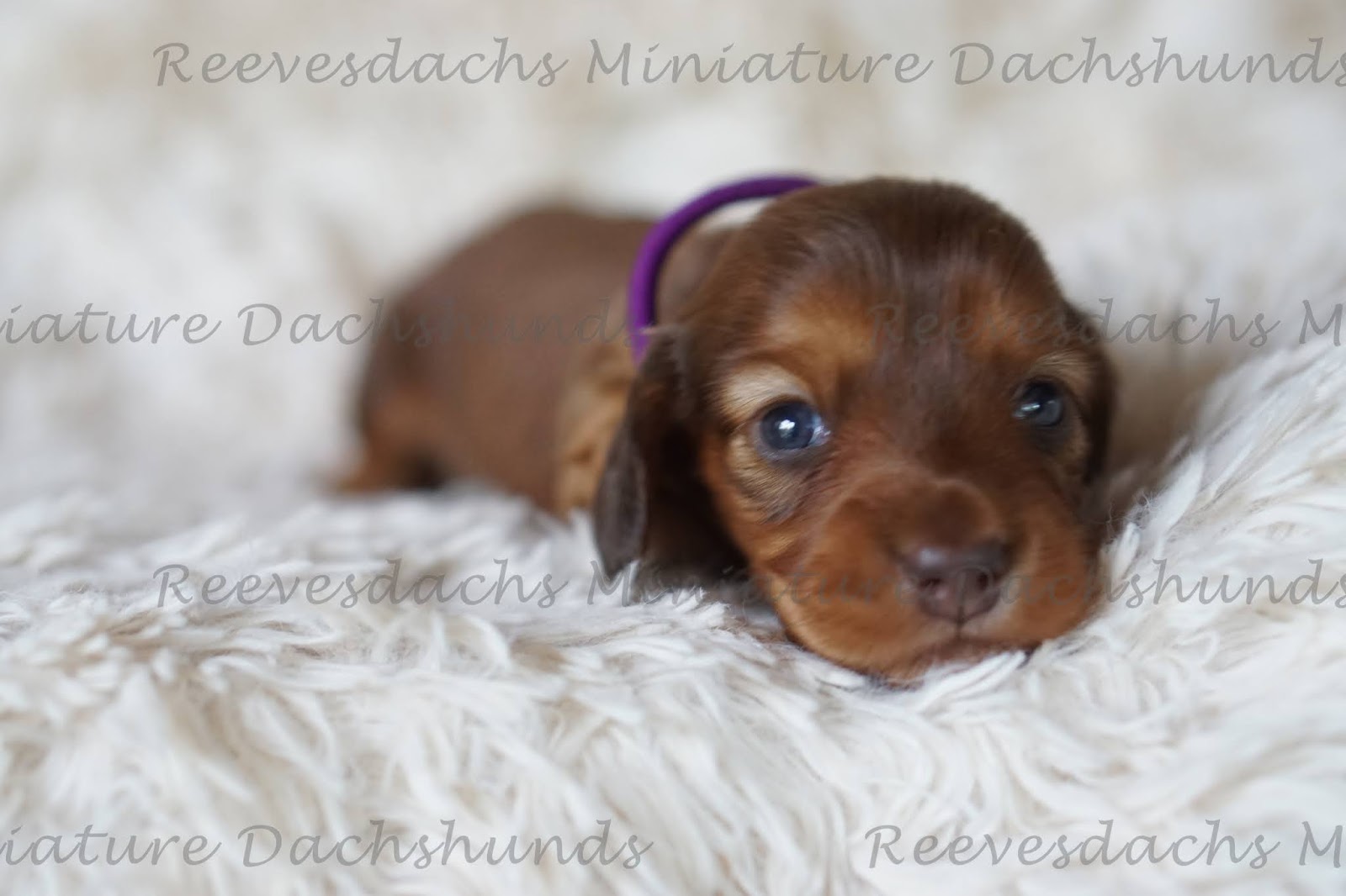 Munchkin’s litter Updated 6/9 Reevesdachs Miniature Dachshunds