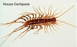 centipedes centipede poisonous bug humans ants creepiest bugs cats rat kill way depot trap american rid tiny kitchen traps walmart