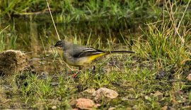 Grey Wagtail remaining at Middleton for 2014/5 winter (Janet Packham)