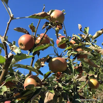 red apples at Elizabeth F. Gamble Garden in Palo Alto, California