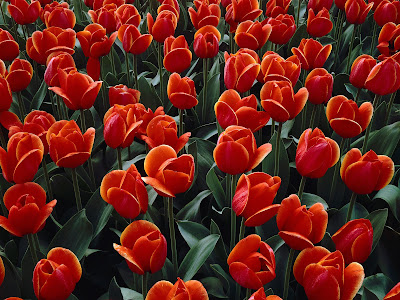 plantacion-de-tulipanes-rojos