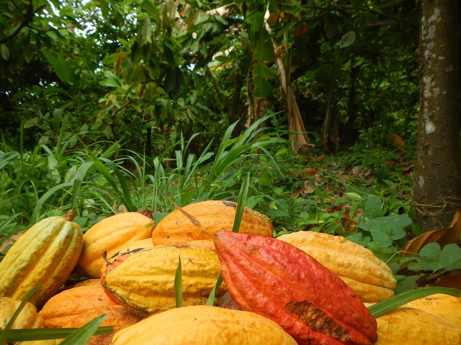 Cocoa Processing in Grenada
