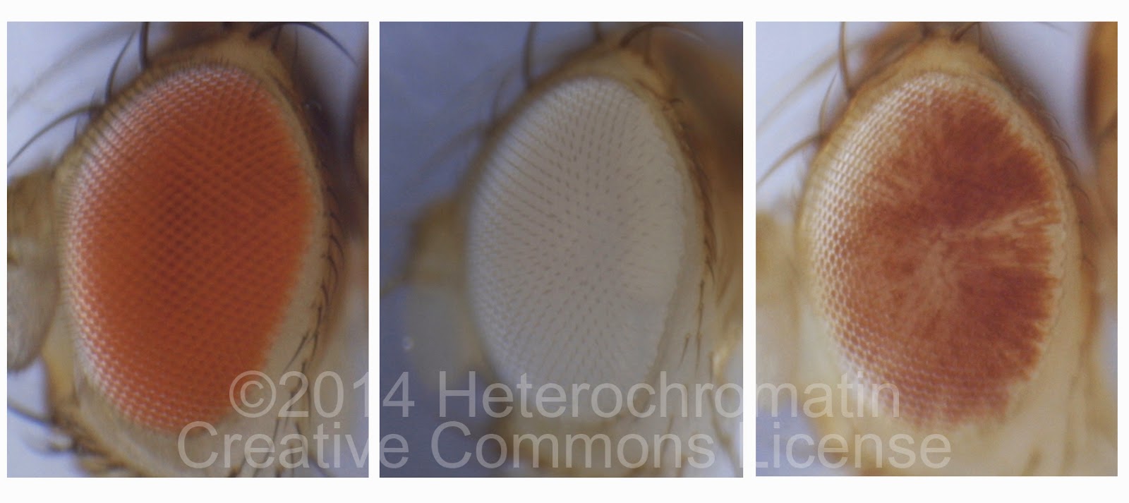 Drosophila Heterochromatin: May the Fourth Be With You: The Eyes Have ...