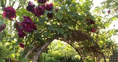 Beautiful Photos of Garden Backyards - Everything About Garden