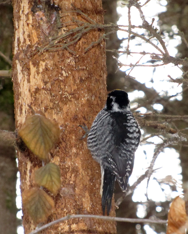 North Shore Nature: A good winter for American Three-toed Woodpeckers