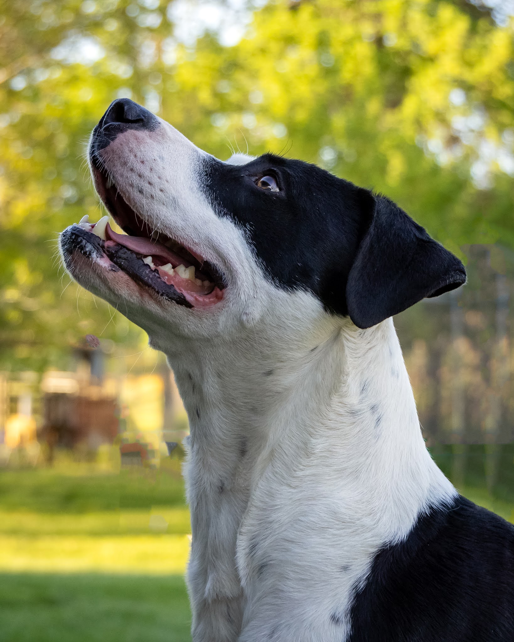 black and white dog short hair