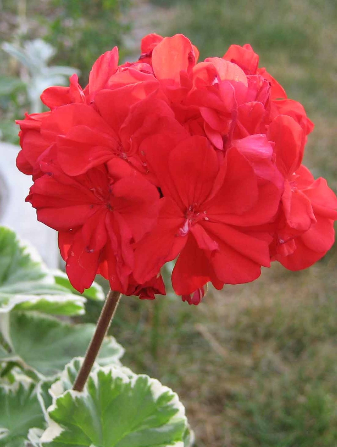 Red Geraniums and Tomatoes