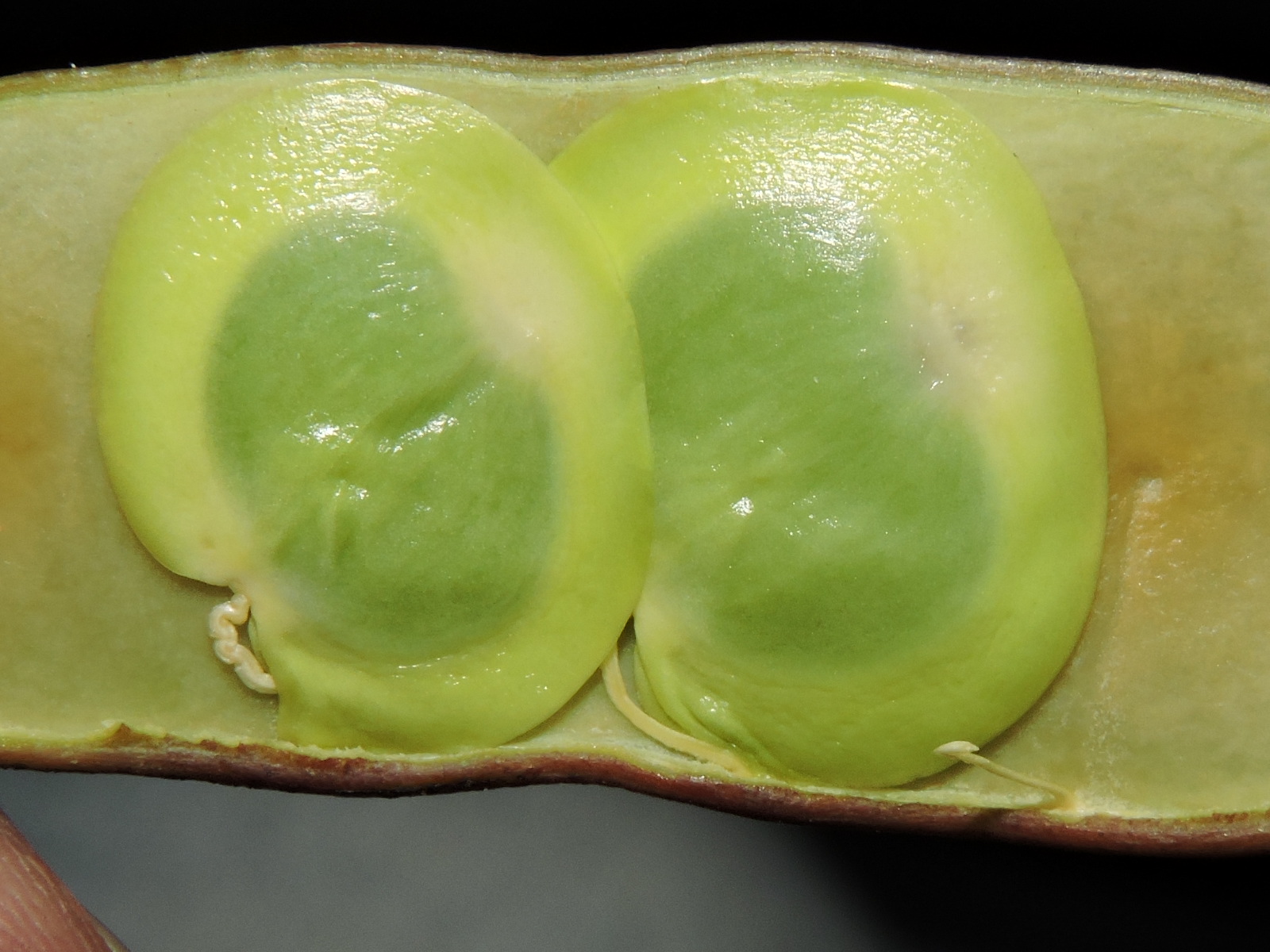 Fabaceae Leguminosae no Brasil Parapiptadenia