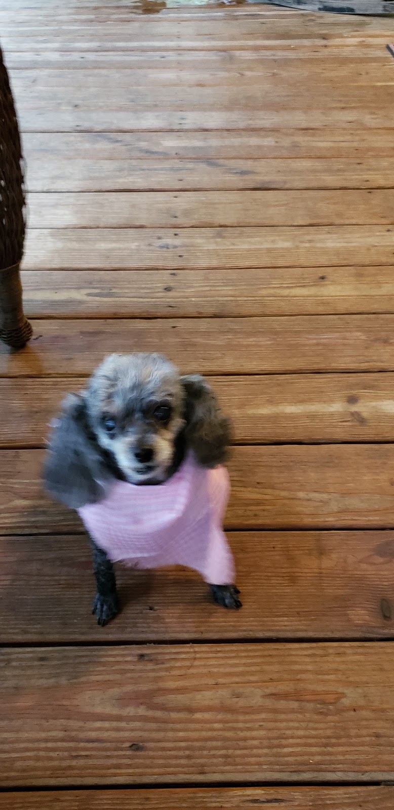 Chrisalina's Blog Scent marking in female dogs, and Meet the Dogs.