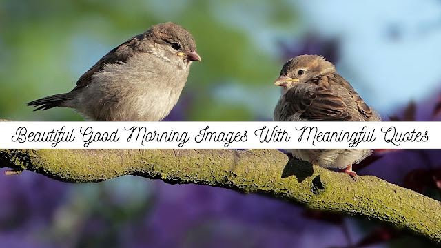 30 Good Morning Quotes Wishes Messages For Friends Family Hd Images Free Download List Of Quotes