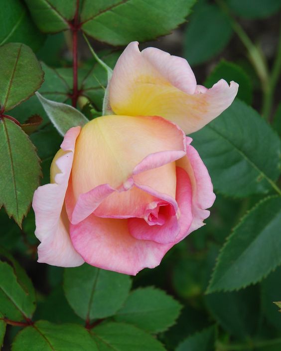 Roses English Roses A Blog on Garden