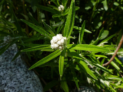 [Asteraceae] - Anaphalis margartacea - Pearly Everlasting