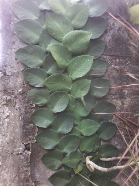 tanaman dollar rambat ~ Arya Flower Landscape