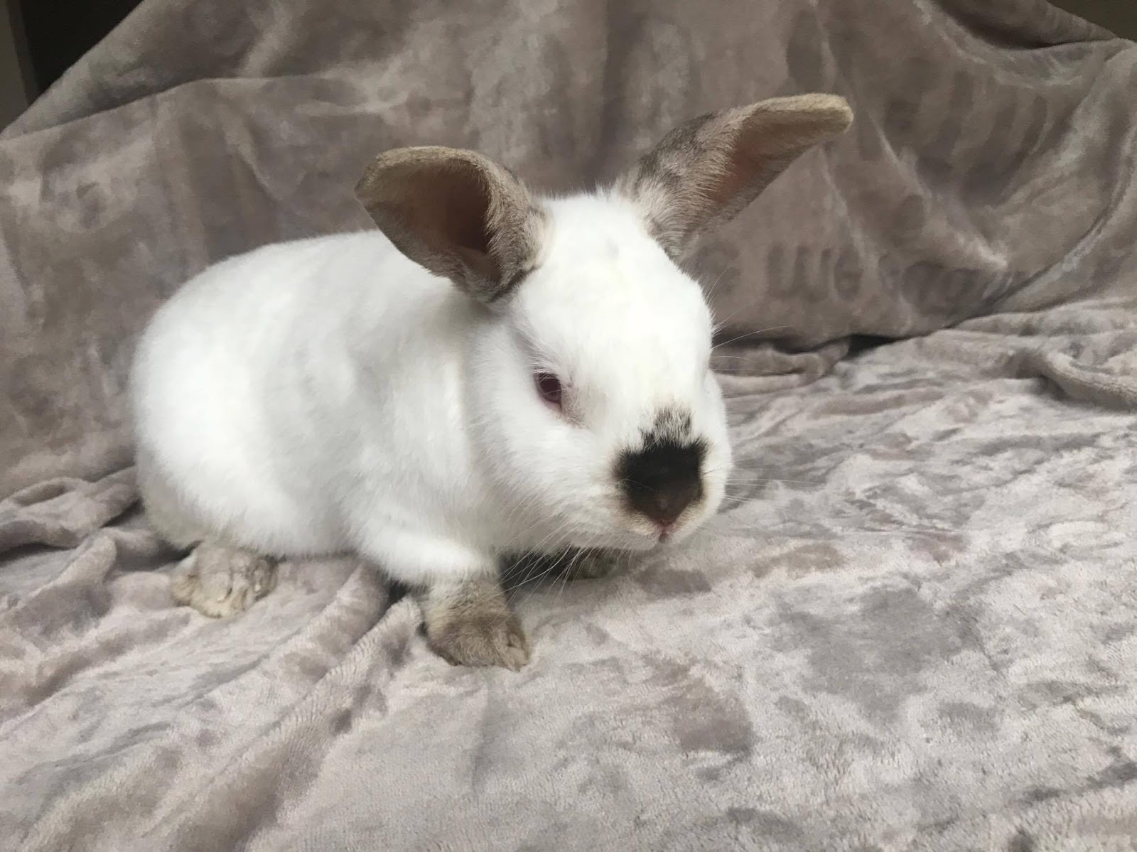 Rabbit Rescue Sanctuary HIMALAYAN BOY RABBIT FOR ADOPTION
