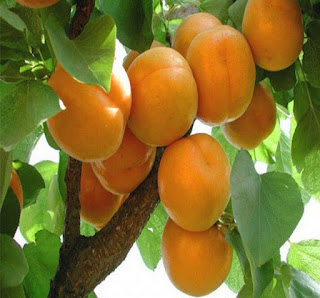 9 Manfaat buah aprikot