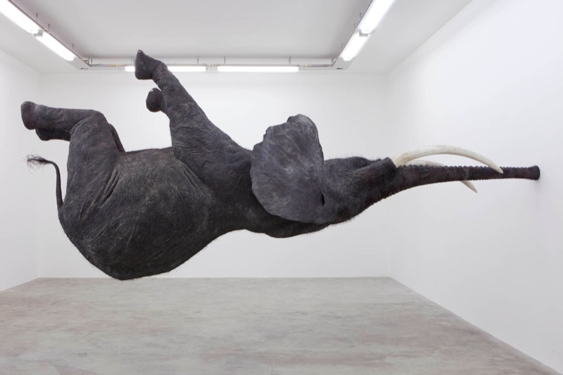 a f a s i a: Daniel Firman