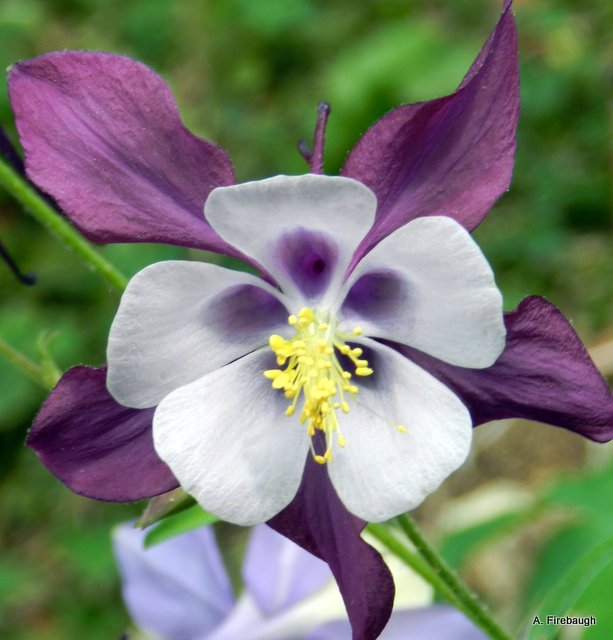 Blue Country Magic: Columbine: The Flower