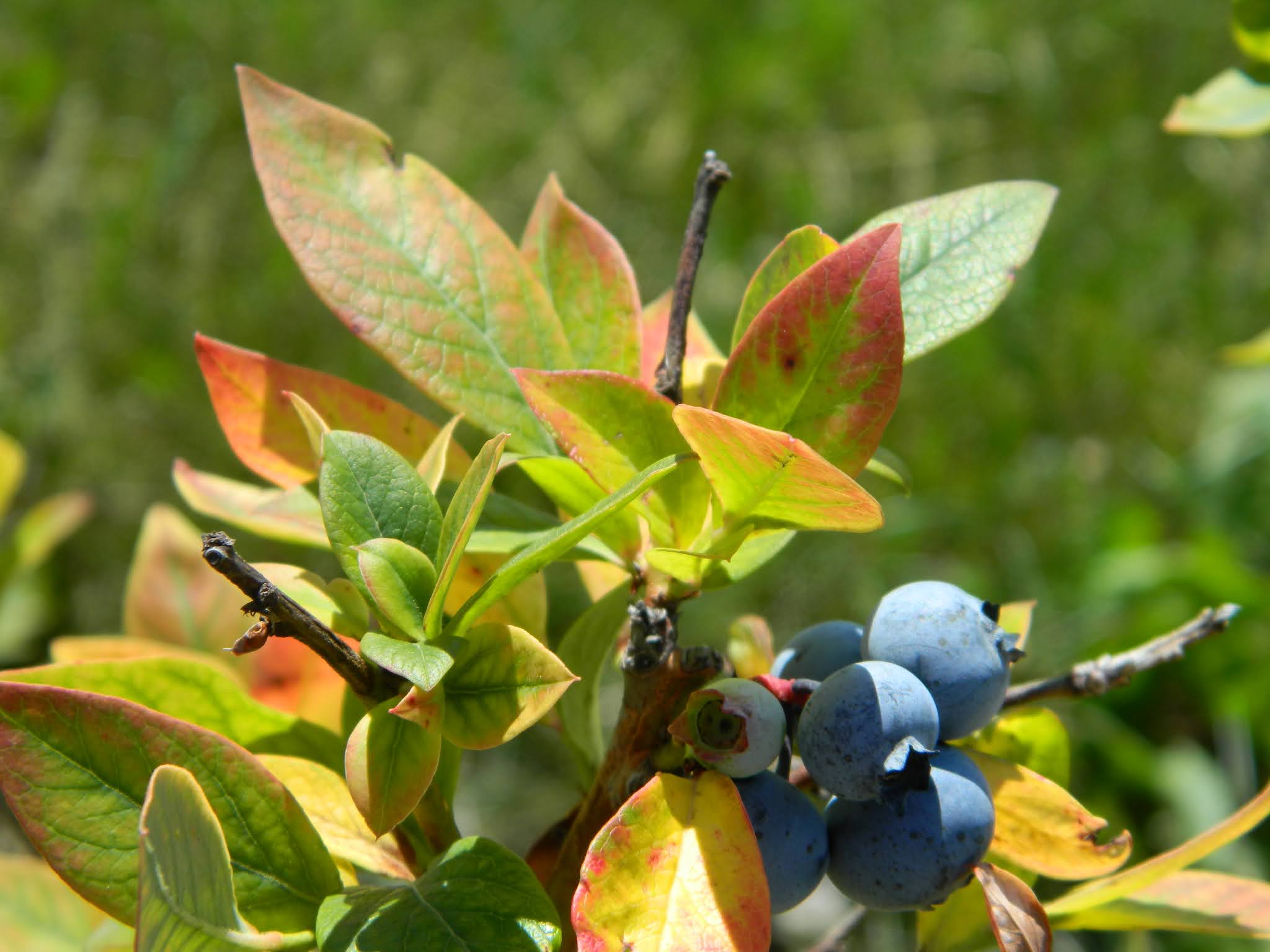 Imbapovi Blueberryterms Of Use - djmys9q