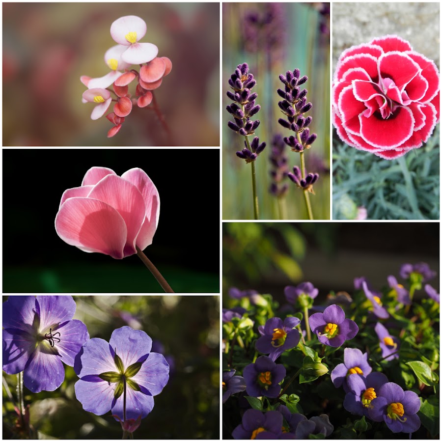 Plantas que dan flores todo el año