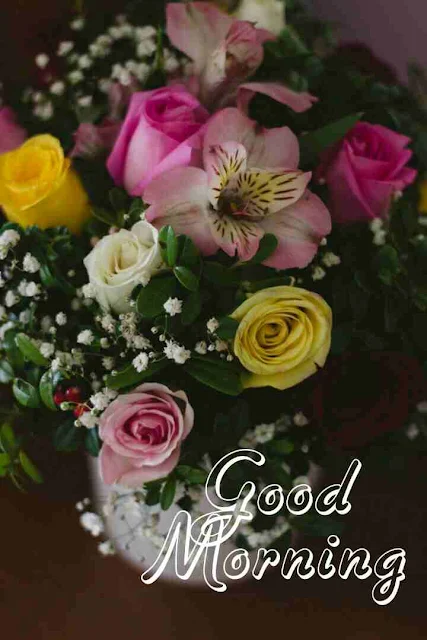 Good Morning flowers Image hd download and share with your friends and family members on facebook and whatsapp for wish very good morning