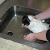 Foto van een cavia in bad