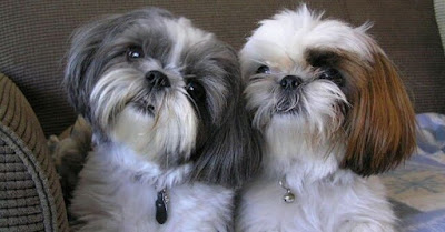 Shih Tzu, características da raça, fotos e vídeos
